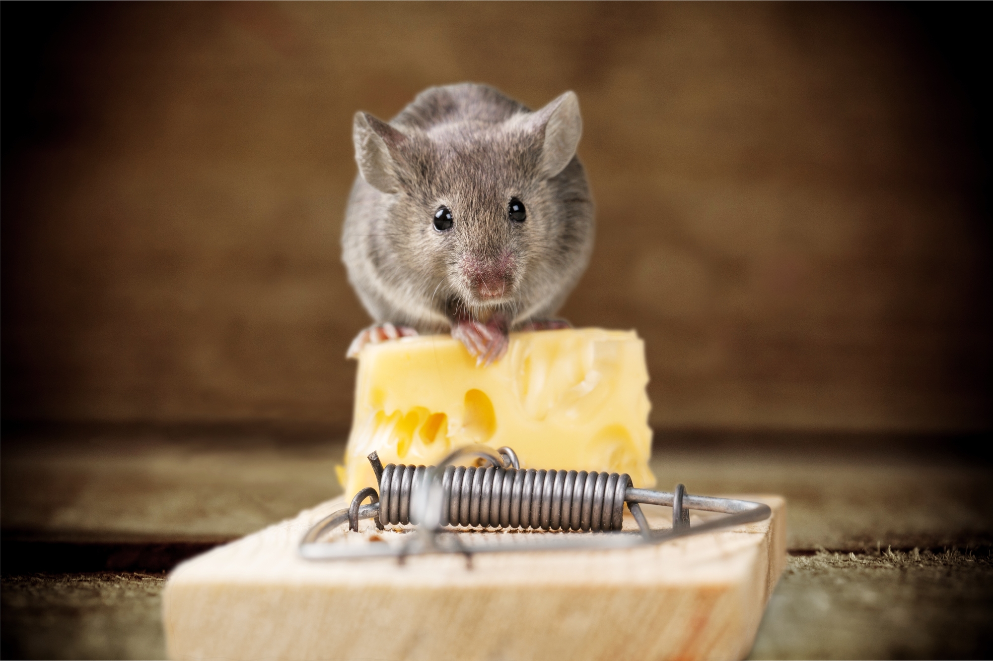 5 Signs Of A Mouse Infestation In Your Home Bugout Termite Pest   Glen Burnie Pest Control 